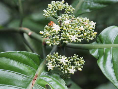 Image of Psychotria limonensis K. Krause