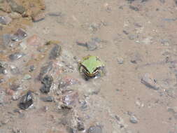 Image of Madrean Treefrog