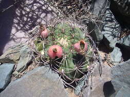 Image of Gymnocalycium saglionis (F. Cels) Britton & Rose