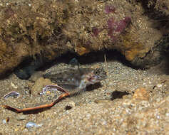 Sivun Fusigobius duospilus Hoese & Reader 1985 kuva