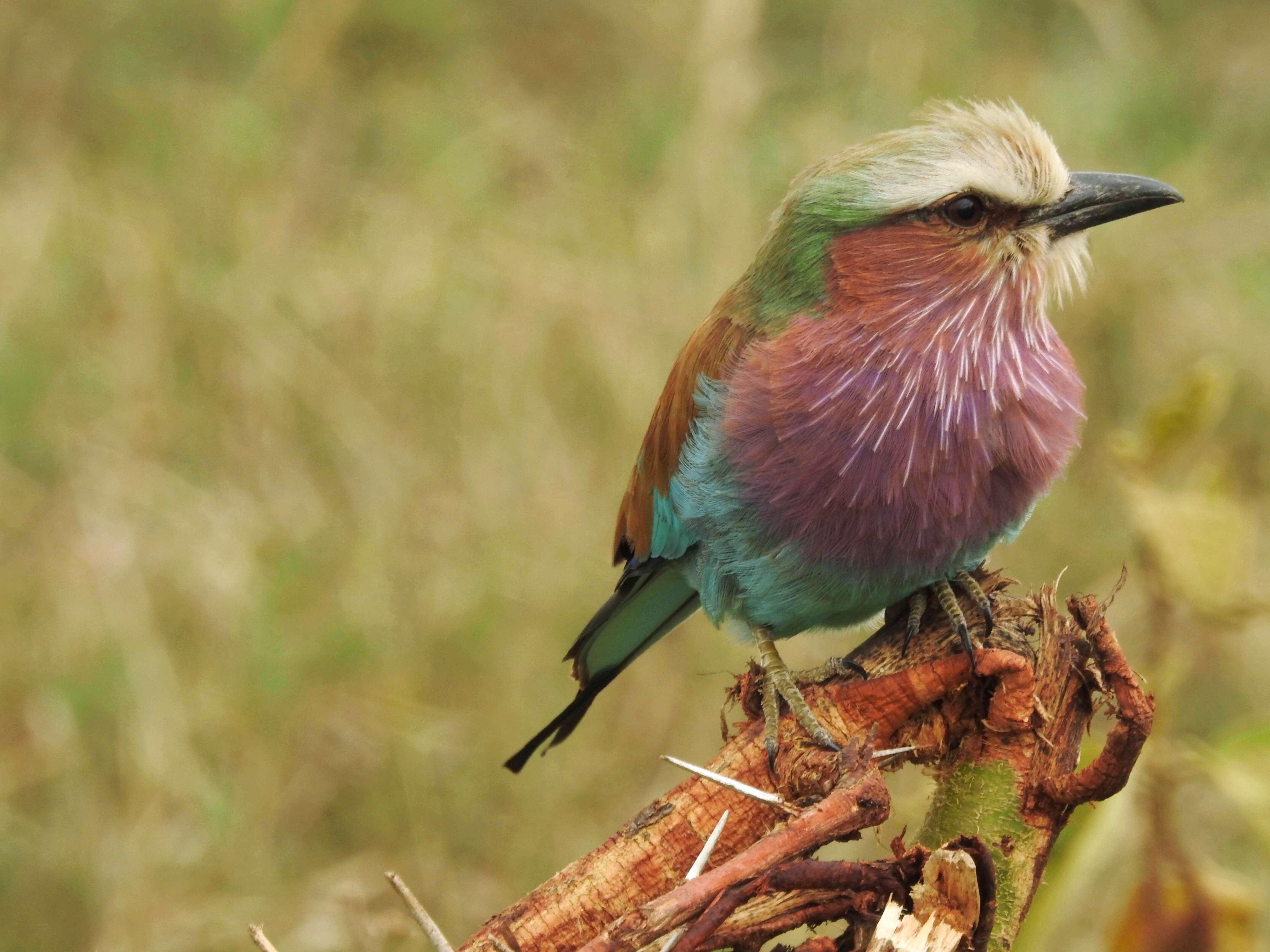 Image of Lilac-breasted Roller