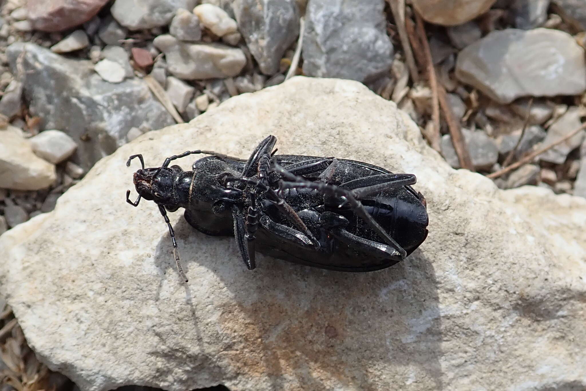 Imagem de Carabus (Limnocarabus) clatratus Linnaeus 1760