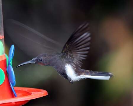 Image de Colibri demi-deuil