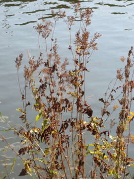 Image of Meadowsweet