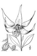 Lilium michauxii Poir. resmi