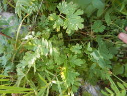 Imagem de Pulsatilla ajanensis Regel & Tiling