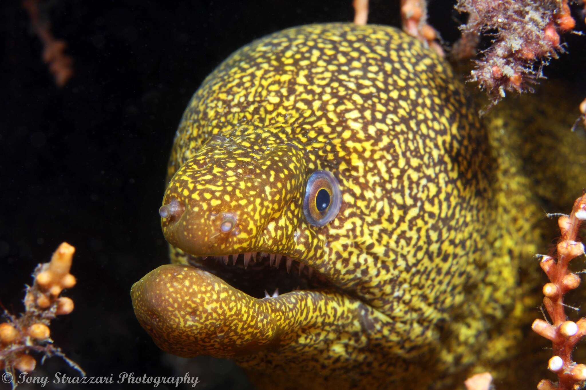 Image of Abbott's moray eel