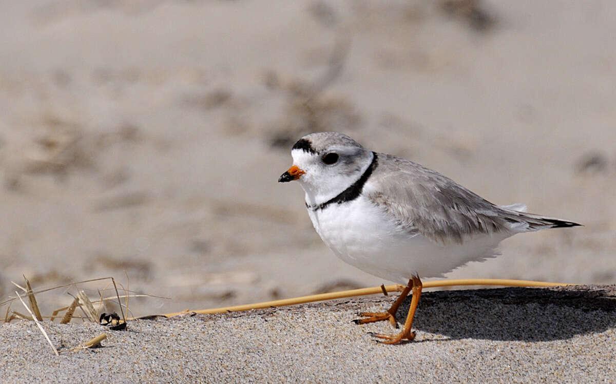 Image of Piping Plover