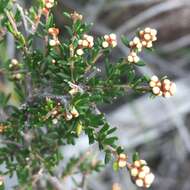 Image of Cryptandra lanosiflora F. Müll.