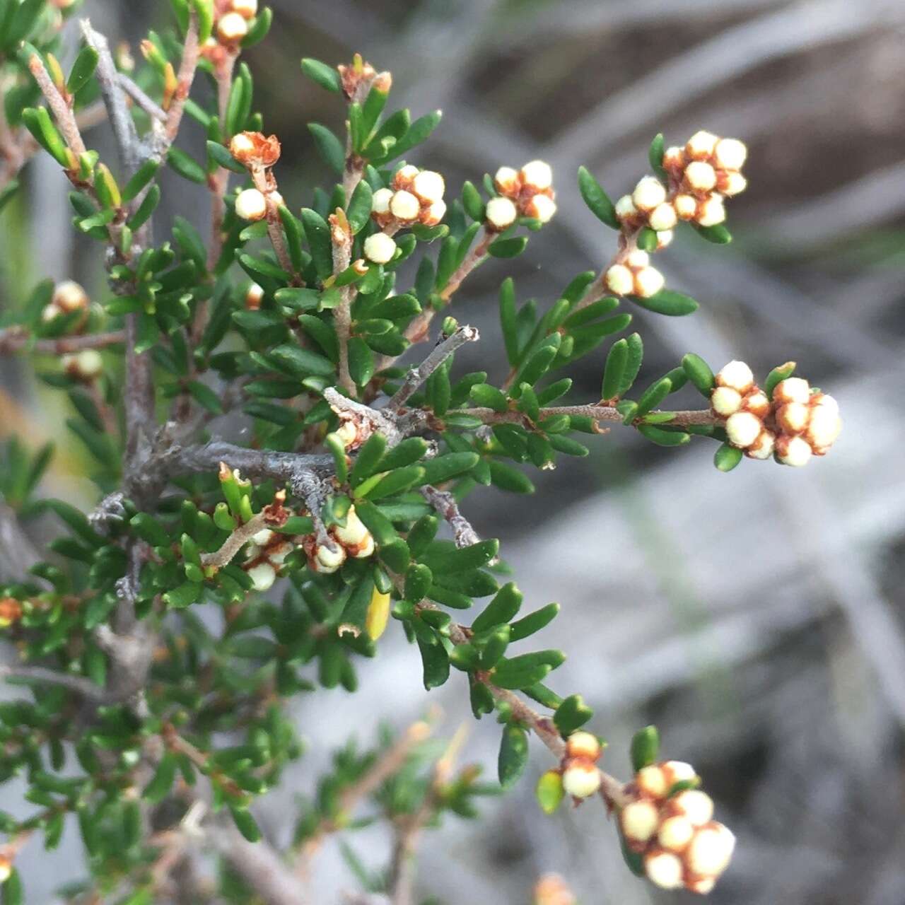 Image of Cryptandra lanosiflora F. Müll.