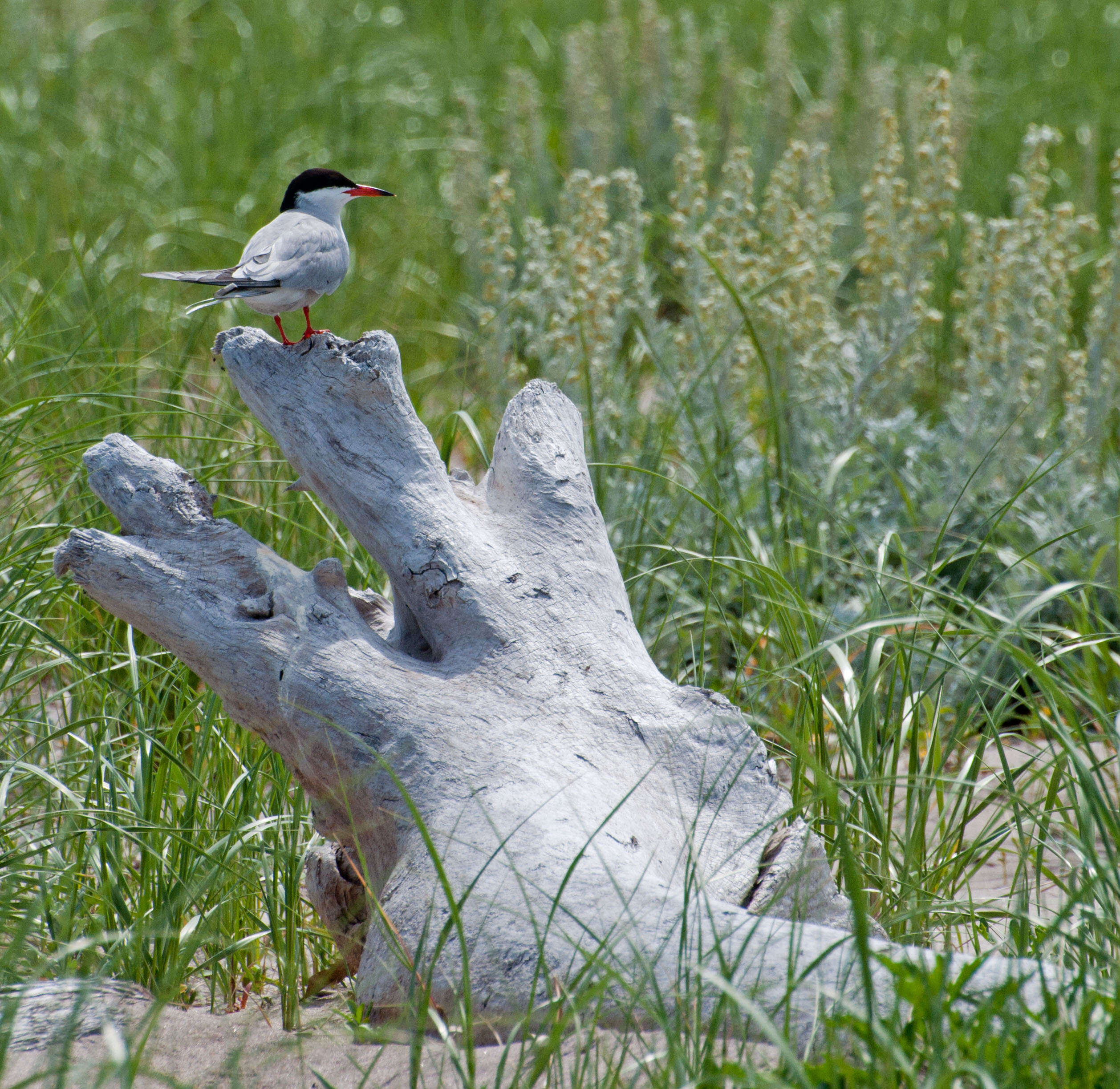 Image of Common Tern