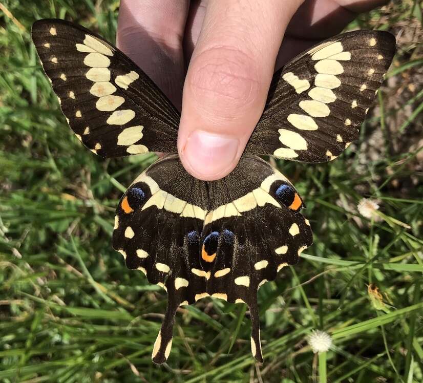 Sivun Papilio ophidicephalus Oberthür 1878 kuva