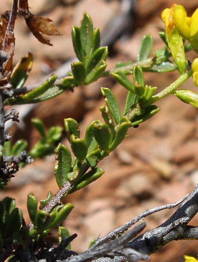 Image of <i>Melolobium lampolobum</i>