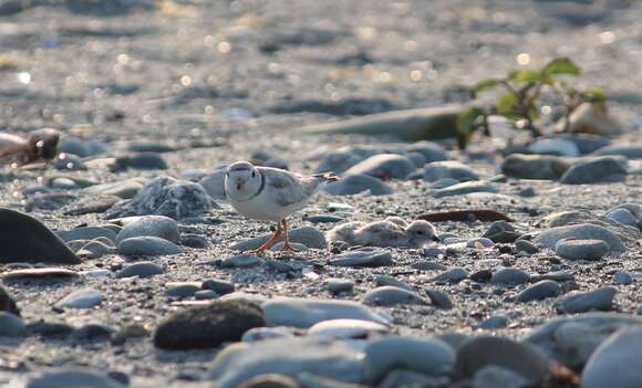 Image of Piping Plover