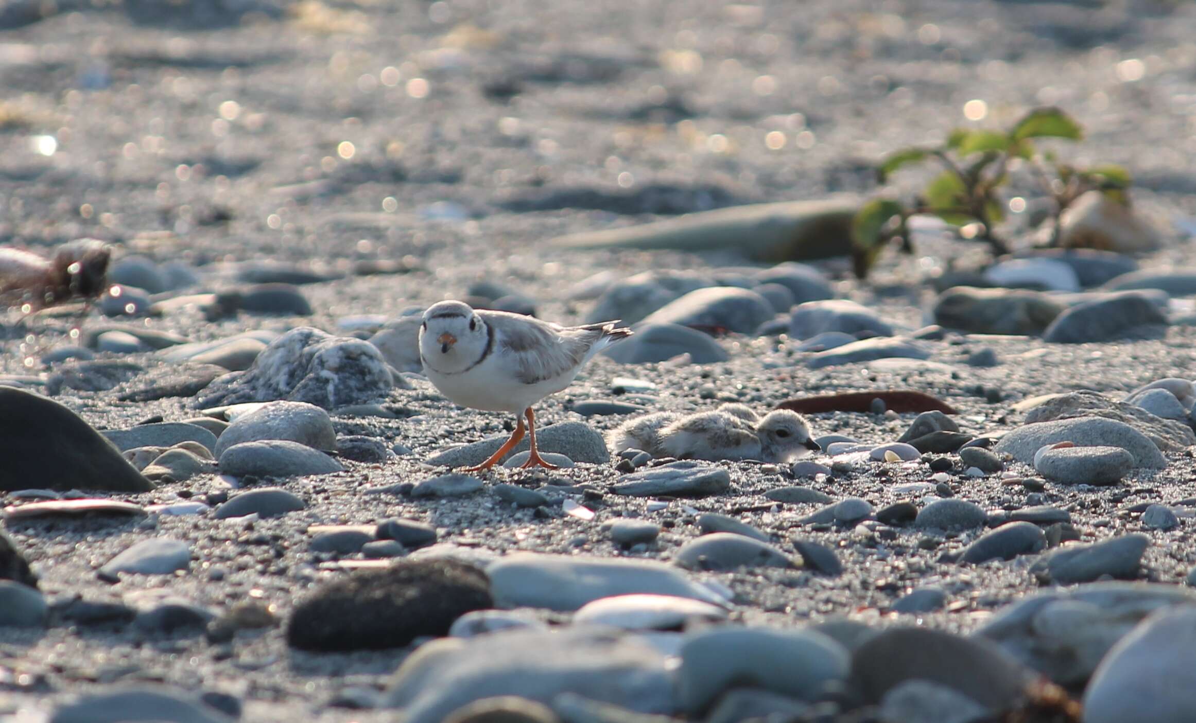 Image of Piping Plover