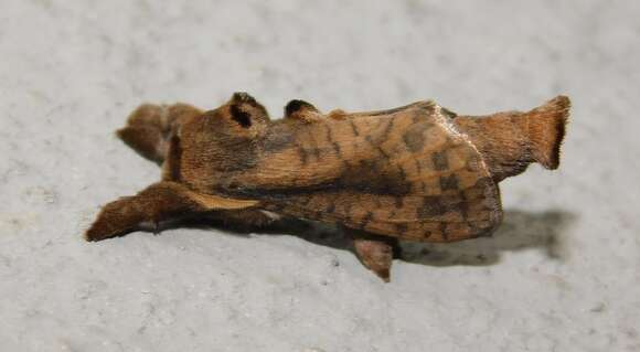 Image of <i>Kroonia natalica</i>
