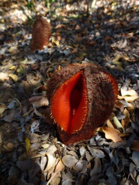 Image of Hydnora Thunberg 1775