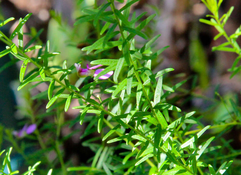 Слика од Polygala gazensis E. G. Baker