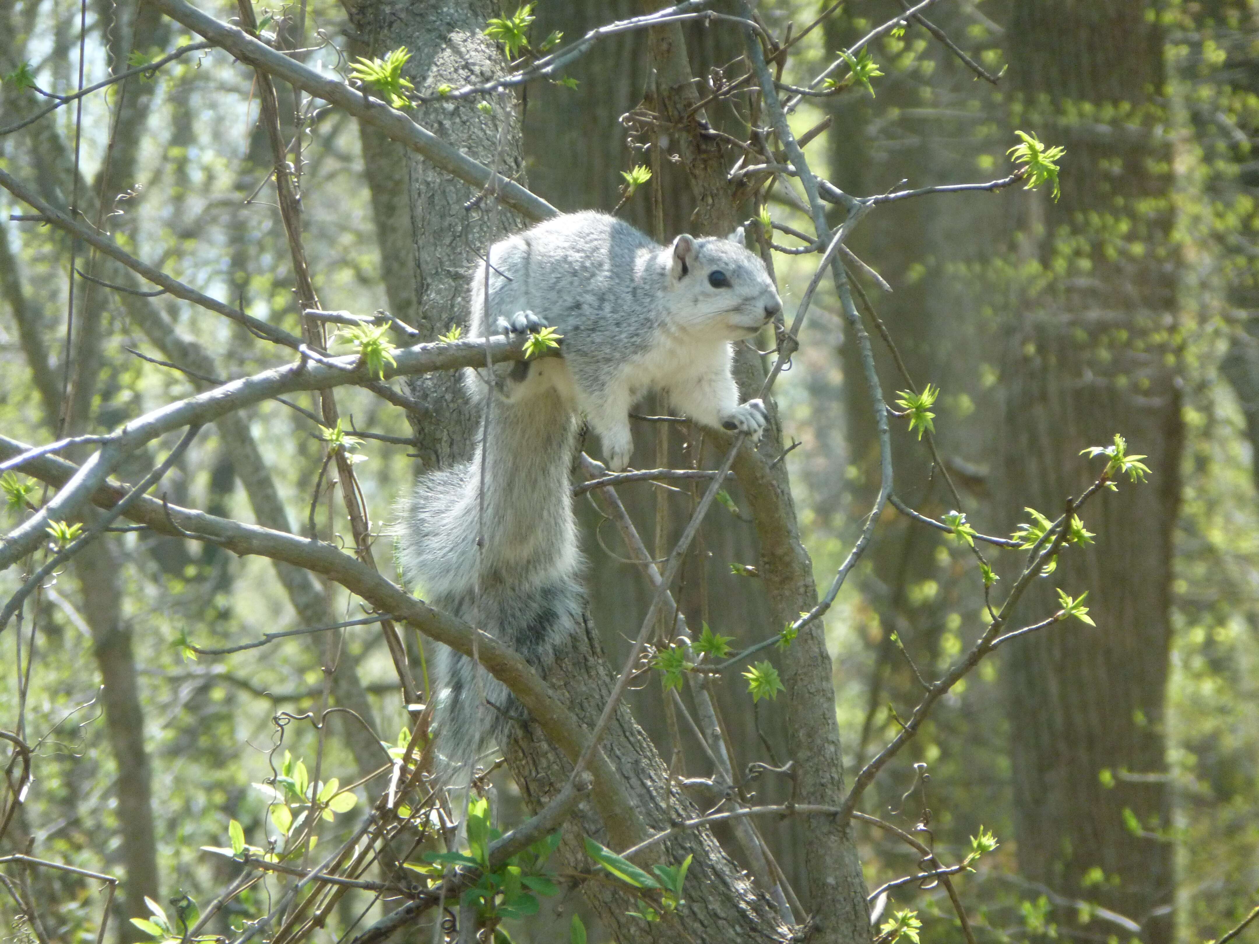 Image of Delmarva Peninsula fox squirrel
