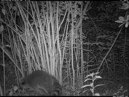 Image of raccoons