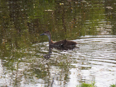 Image de Dendrocygne des Antilles