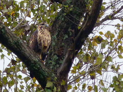 Image of Common Black Hawk