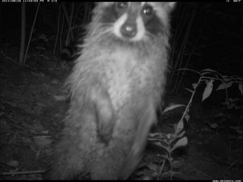 Image of raccoons