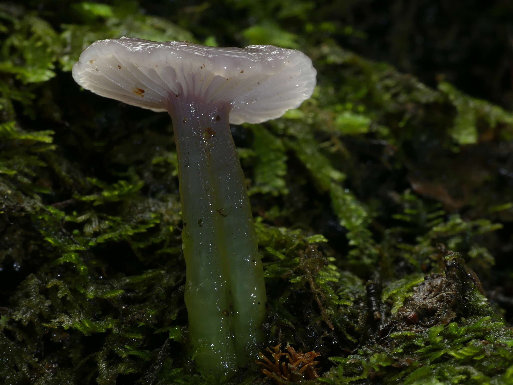 Image de Gliophorus lilacipes E. Horak 1973