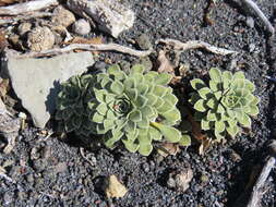 Image of Viola cotyledon Ging.