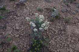 Image of mountain cryptantha