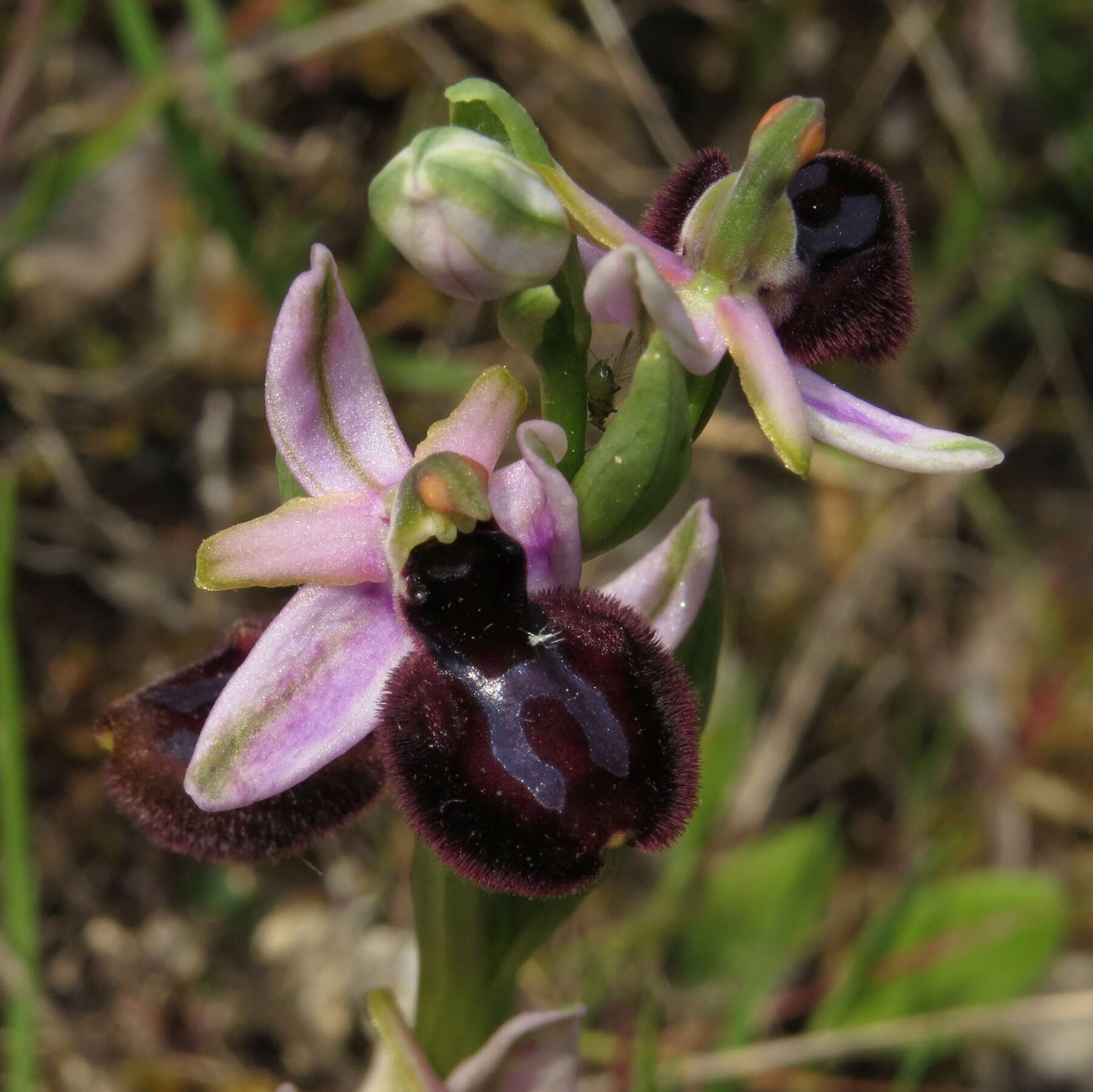 Image of Ophrys sphegodes subsp. sipontensis (Kreutz) H. A. Pedersen & Faurh.