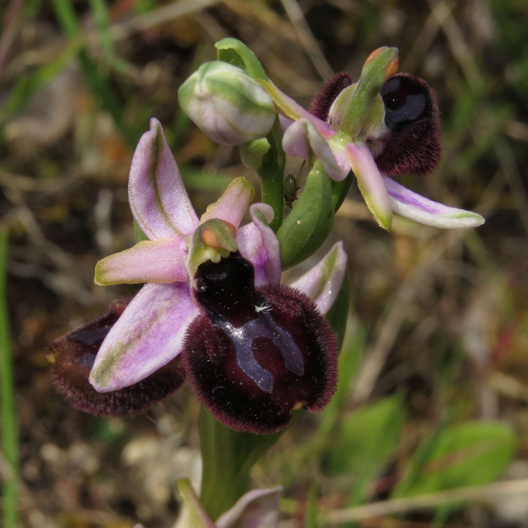 Ophrys sphegodes subsp. sipontensis (Kreutz) H. A. Pedersen & Faurh.的圖片