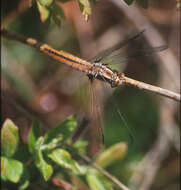 Image of Chalk-fronted Corporal