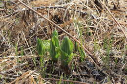 Image of white false hellebore