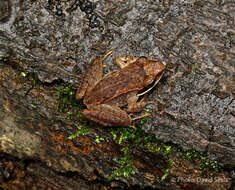 Image of Wood Frog