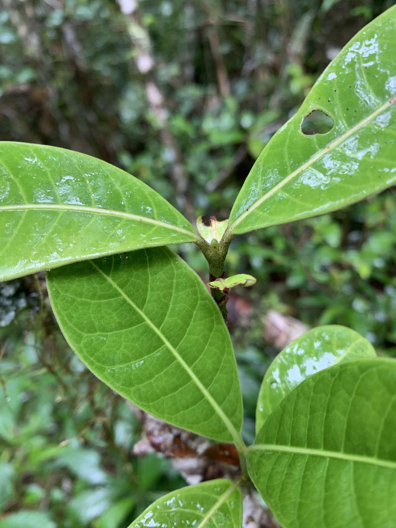 Image de Psychotria obtusifolia Lam. ex Poir.