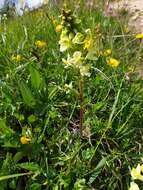 Слика од Pedicularis elongata A. Kerner