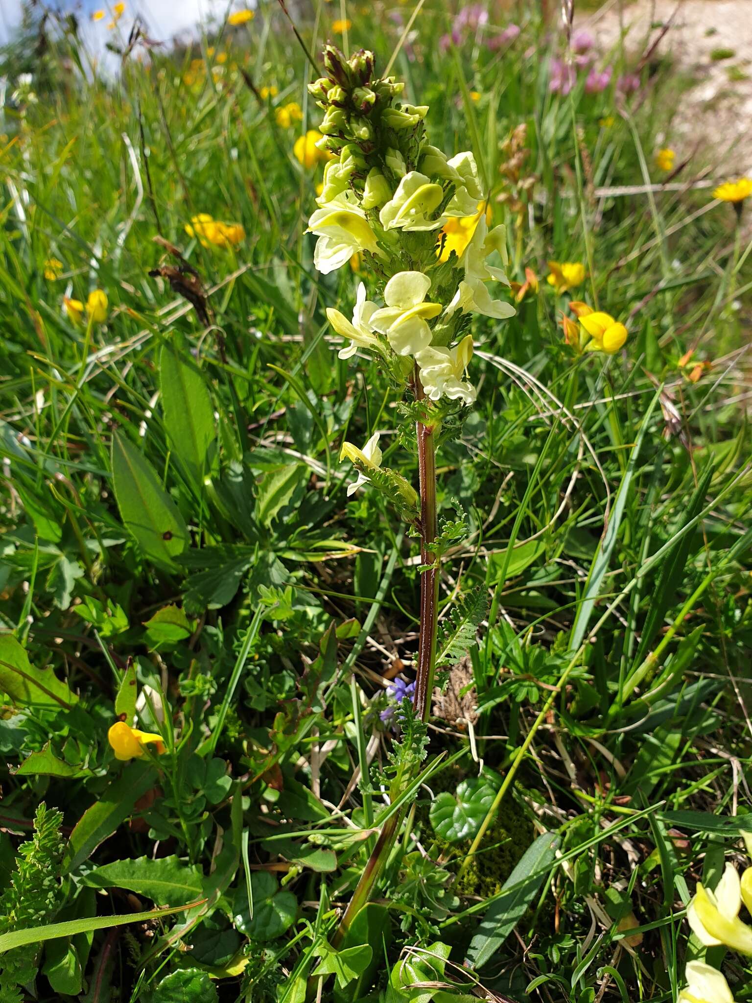 Слика од Pedicularis elongata A. Kerner