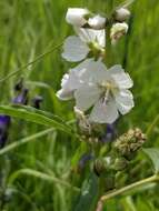 Sivun Sidalcea candida A. Gray kuva