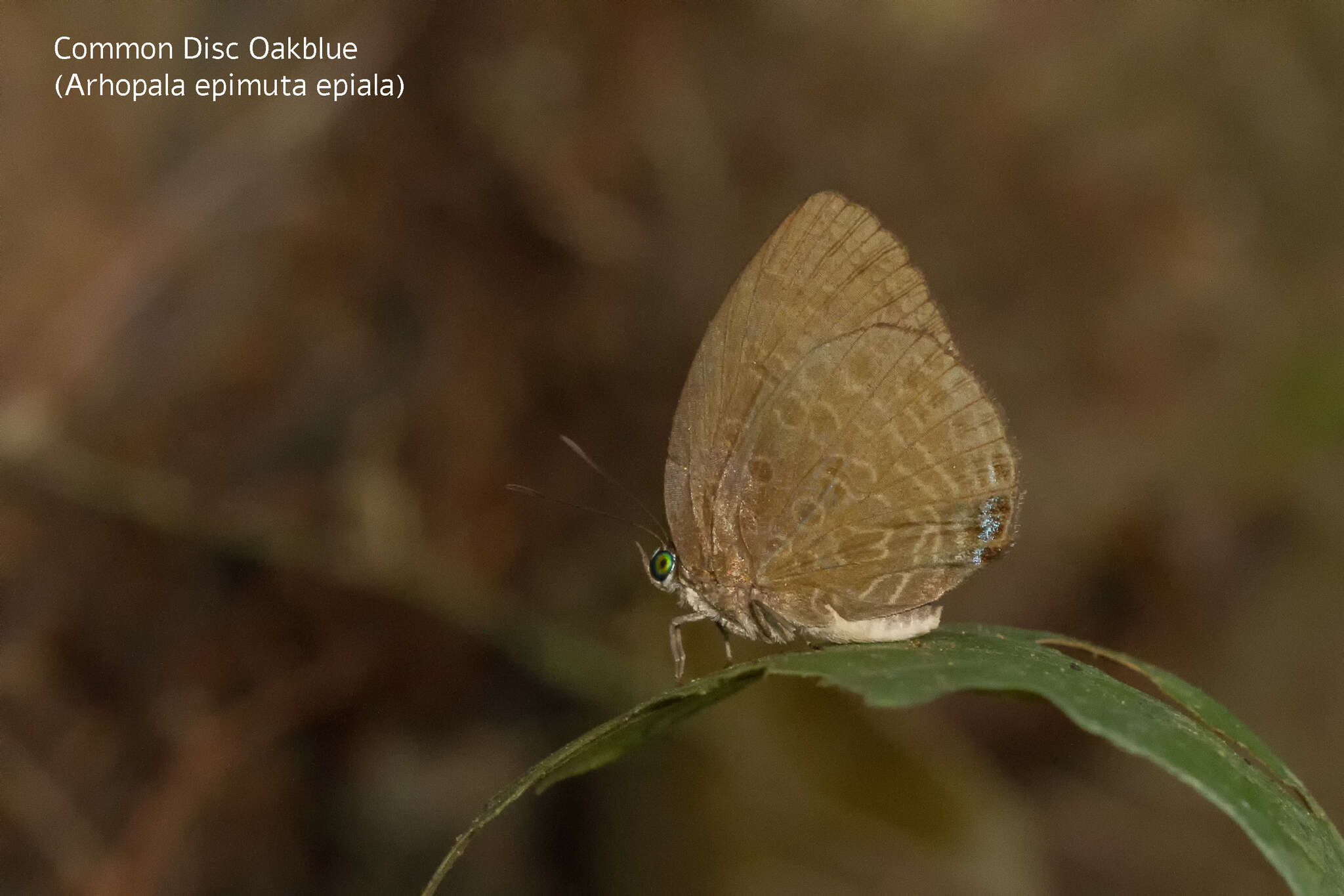 Image of Arhopala epimuta epiala Corbet 1941