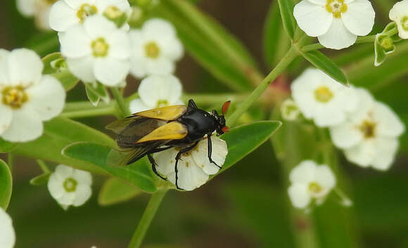 Image of Macrosiagon flavipennis (Le Conte 1866)