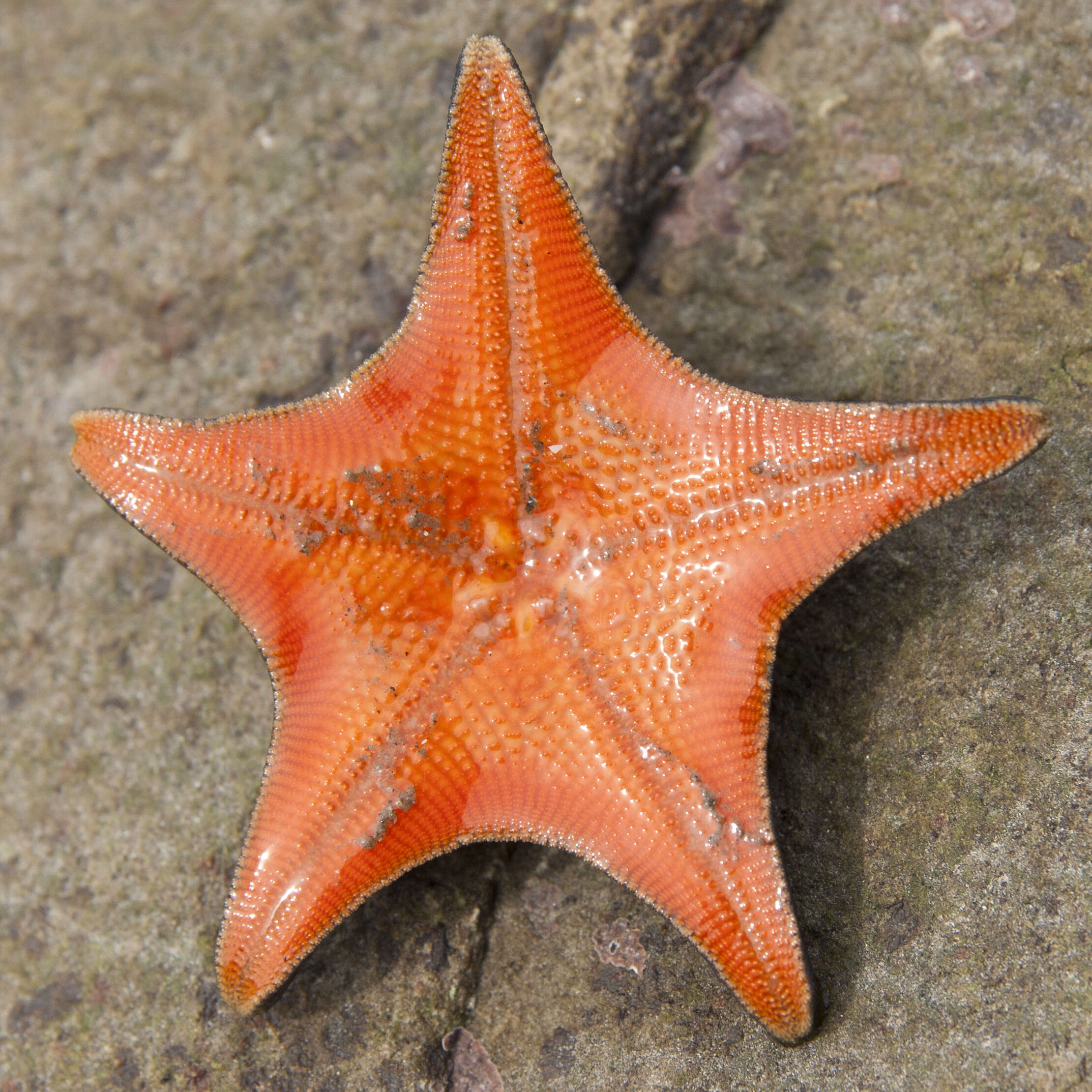 Image of Blue bat star