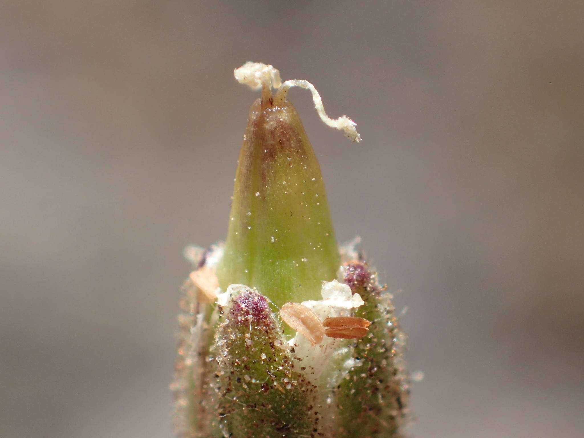 Image of Cherleria capillacea (All.) A. J. Moore & Dillenb.