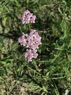 Sivun Achillea roseo-alba Ehrend. kuva