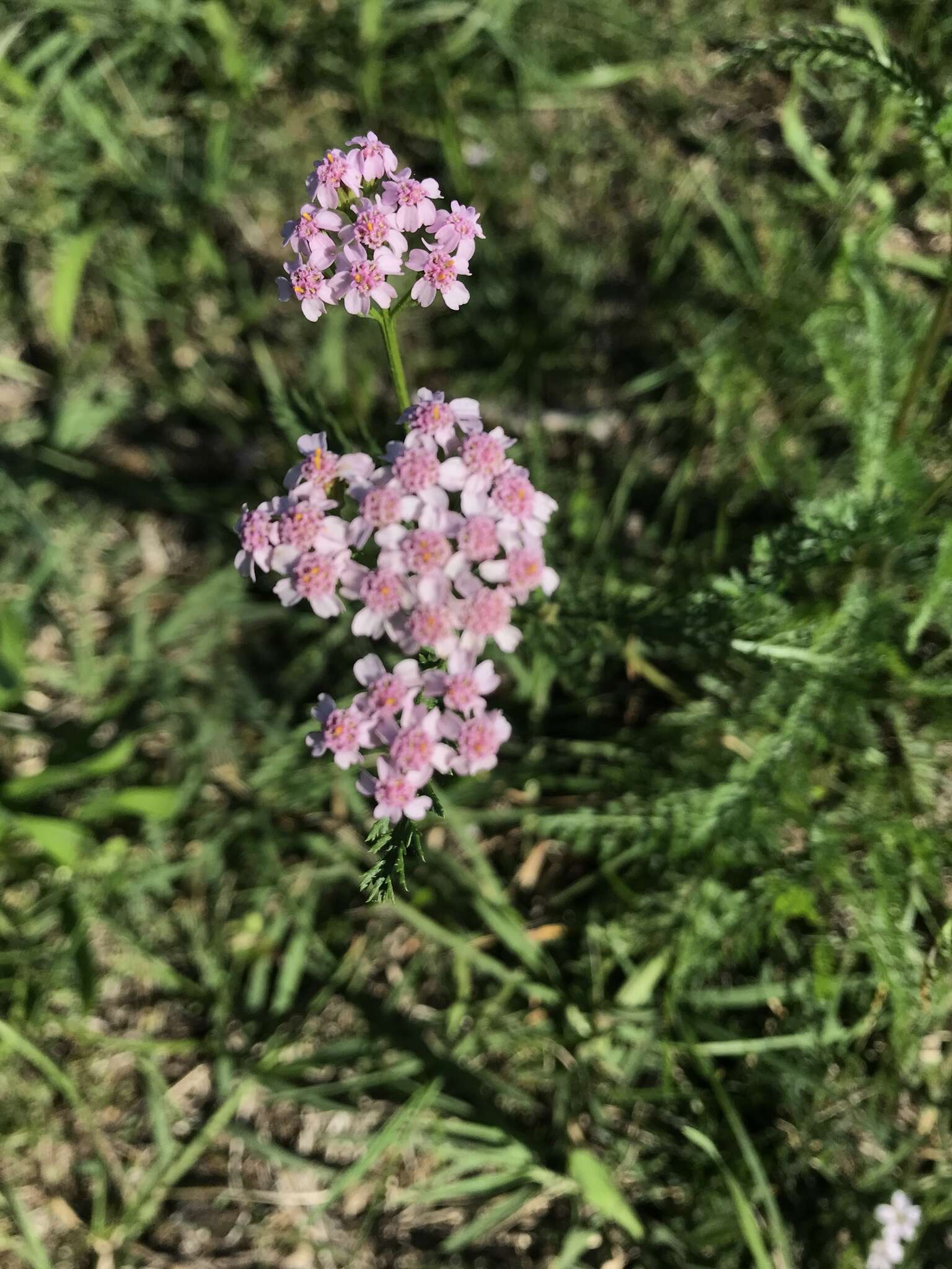 Achillea roseo-alba Ehrend. resmi