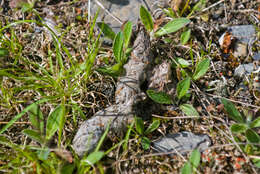 Image of American lynx