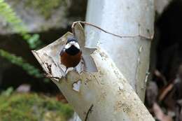 Image of Chestnut-bellied Tit