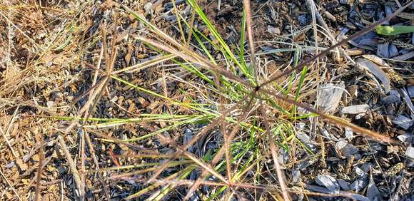 Image of Australian fingergrass