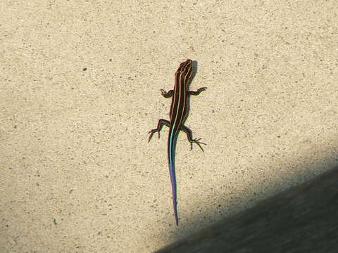 Image of Common Five-lined Skink