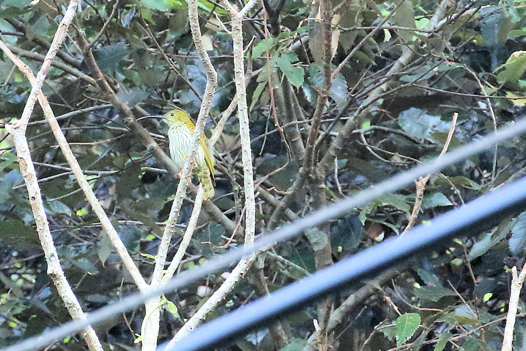 Image of Streaked Spiderhunter